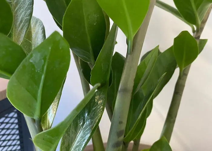 Seaside Two Bedroom Deluxe Flat In Tourist Area Paphos