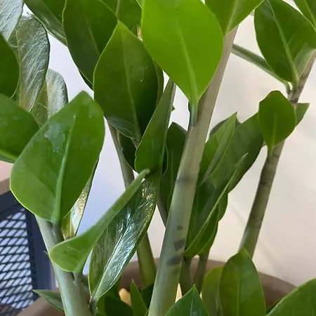 Seaside Two Bedroom Deluxe Flat In Tourist Area פאפוס